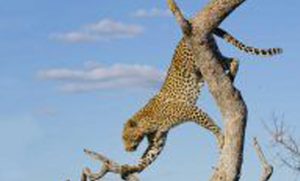 Are you agile enough